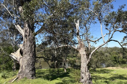 18th September, 2025  The Hawkesbury River. Many worshippers arrived by river instead of by road which was quite primitive (and dusty) in the early 1800s.