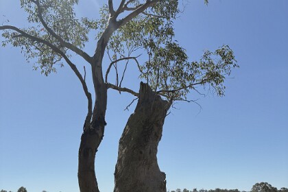 18th September, 2025  Initially, early church services were held beneath this tree.