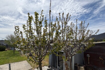 At Jacqui's place in Kandos 27/09/25   Cherry trees starting to blossom on Jacqui's quarter acre block in Kandos.