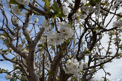 At Jacqui's place in Kandos  27/09/25 -  Photograph by Jenni.    The blossoms are quite pretty I have to say. I looked up a word that means "blossom lover" and found this: "Anthophile." So Jenni is an anthophile.