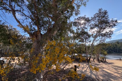 Dunn's Swamp Ganguddy 27/09/25   Wattle trees in New South Wales are nearing the end of their lifespan as flowers. They will not flower again until spring 2026.
