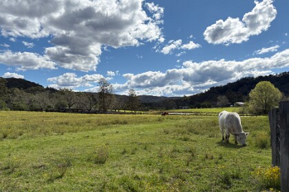 Exploring Wollombi, 12th September 2025  Jenni bravely holds her ground as this wild beast gradually comes nearer. We've had a lot of rain this year and everything is green.