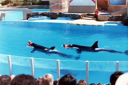 Dawn Brancheau was killed while performing with Tillikum in Orlando on February 24, 2010 — SeaWorld never allowed humans into tanks with killer whales again. Prior to Dawn Brancheau's death, there were  54 Violent incidents between humans and orcas in captivity.