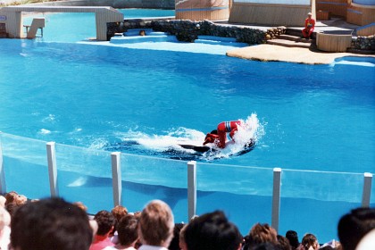 At Sea World San Diego:  Killer whale attacks on humans in the wild are rare and no fatal attacks have been recorded. &nbsp; As of 2019 four humans have died due to interactions with captive killer whales; Tilikum was involved in three of those deaths. He died of a bacterial infection on January 6, 2017 (aged 35) in Orlando, Florida.