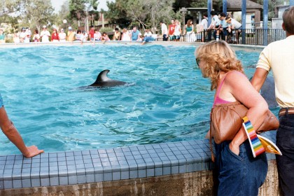 This tank has dolphins in it that will let you pat them