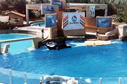 In the 2006 incident, trainer Ken Peters was pulled under water during a performance of the "Believe" Shamu show when the whale, Kasatka, grabbed his foot and would not release it. Approximately 8 minutes elapse from the time Kasatka grabs K. P.’s foot until she lets him go. A lot of that time is spent underwater. When Kasatka allows K. P. to surface, K. P. is noticeably shaken but he remains remarkably poised and free of panic. He calmly pats Kasatka as he gulps for air. Kasatka pulls him underwater several times, once taking him to the bottom of the pool, where they linger for a very long time. When Kasatka finally allows K. P. to go free, he swims rapidly to the side of the pool. As he does so, Kasatka turns and swims after him. Another trainer helps to pull K. P. away from the side of the pool and the advancing Kasatka.