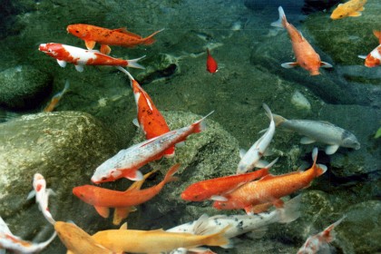 KOI Carp at Camp Snoopy at Knott's