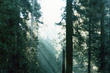 Fir trees (perhaps California Red Fir) in Sequoia National Park.  The National Park is to the NE of Bakersfield, CA