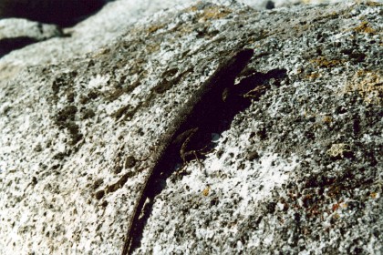 Wildlife on Moro Rock.