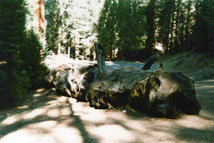 A Giant Redwood blew over many years ago.