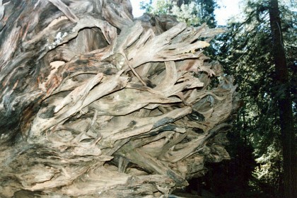 These redwoods have shallow root structures