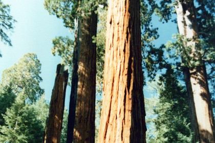 A giant Sequoia