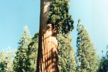 The General Grant Tree in Sequoia Kings Canyon NP.  The General Grant Tree is in Grant Grove in Kings Canyon National Park. A 1/3-mile paved loop trail leads to the tree, and includes other named trees and features, including the Gamlin Cabin, the Fallen Monarch, and the Centennial Stump. Other trails in the area offer opportunities to see sequoias, meadows, and wilderness views.