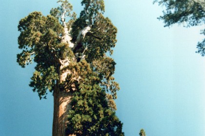 President Eisenhower declared the General Grant Tree to be a National Shrine in 1956. It was dedicated "in memory of the men and women of the Armed Forces who have served and fought and died to keep this Nation free..." It is the only example of a living shrine in the United States. During the dedication ceremony, Fleet Admiral Chester Nimitz mentioned its "equal stature with that other great shrine in Arlington Cemetery -- the Tomb of the Unknown Soldier."