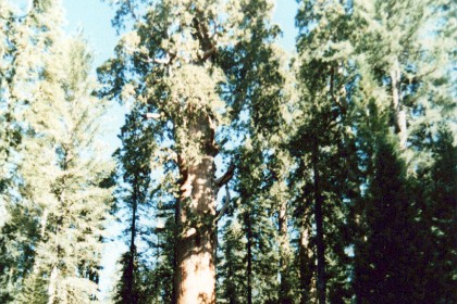 The General Grant Tree is the second-largest tree in the world, standing 267 feet tall, and nearly 29 feet wide at the base. The tree is about 3,000 years old and is the centerpiece of Grant Grove in Kings Canyon National Park.