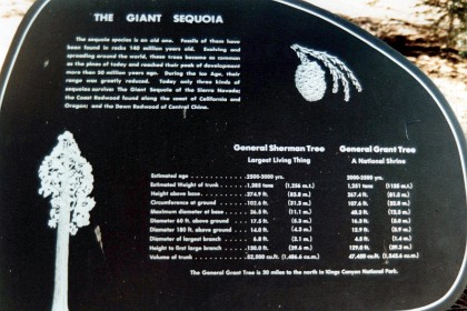 We enter a grove of Giant Sequoias in Sequoia National Park.