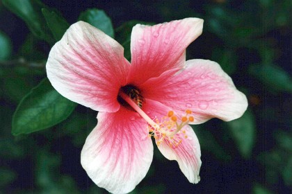 A bee pollinates a hibiscus plant