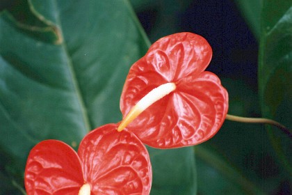 This is anthurium.  We used to have these at Normanhurst.