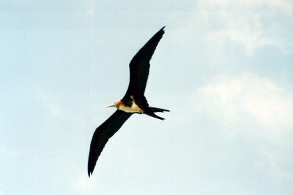 A frigate bird or (Man-o-war) at Sea life Park on the SE of Oahu.