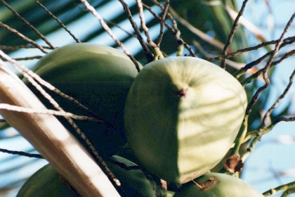 Coconuts.