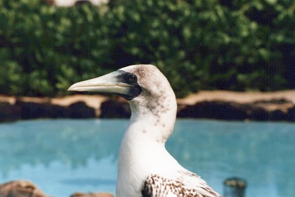 A Laysan Albatross.  The Laysan albatross is a large seabird that ranges across the North Pacific. The Northwestern Hawaiian Islands are home to 99.7% of the population.