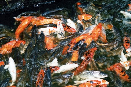 Koi carp fighting for food in the temple's pond.