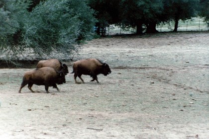 The buffalo roam at the San Diego Animal Park