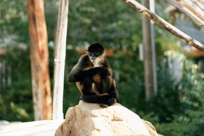 January, 1986   &nbsp;We visit the Wild Animal Park with Dean.