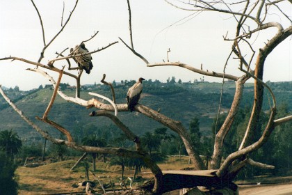 Some sort of Condor but not the California Condor which is under threat of extinction. In fact, the California Condor becomes extinct in the wild but is rescued by a breeding program.