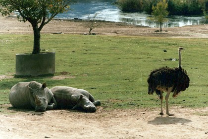 By 2022, eighteen black rhinos belonging to two different subspecies have been born at the San Diego Zoo and Safari Park .