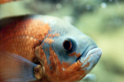 A Red-bellied Piranha.