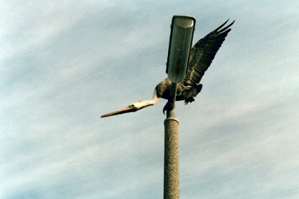 This pelican catches a fish that Bruce throws into the air.