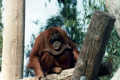 Both species of Orangutans have experienced sharp population declines. A century ago there were probably more than 230,000 orangutans in total, but the Bornean orangutan is now estimated at about 104,700 based on updated geographic range (Endangered) and the Sumatran about 7,500 (Critically Endangered).