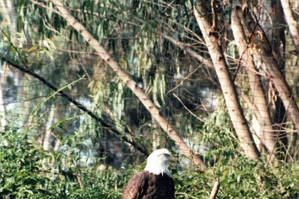 I once saw a bald eagle in flight at Orcas Island and it was one of the most thrilling experiences of my life.  These great birds are majestic in flight.