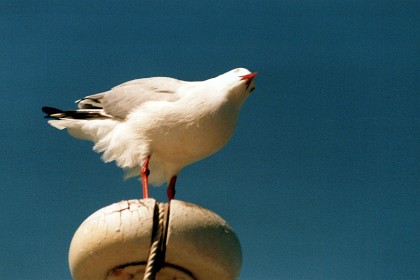 I notice quite a difference between Sydney seagulls and California seagulls.  California seagulls seem to have more grey in them.