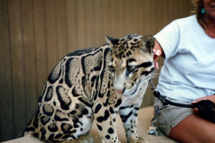 1987 &nbsp;   At San Diego Zoo this is the Cloud Leopard on the Cat-Tracks tour