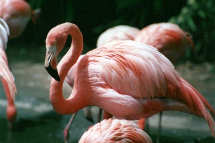 May 7, 1987   We visit San Diego zoo; this is from the flamingo exhibit.