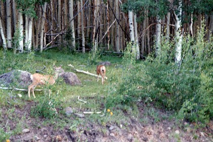 On our way out of Bryce Canyon we spot a couple of deer grazing on a grassy patch, with a grove of Aspen trees in the background. We see neither of these in Australia so this is a special experience for us.