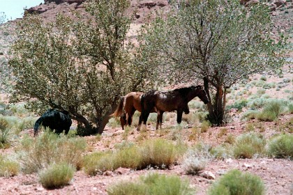 Somewhere along the route we spot these horses and we wonder if they are wild.