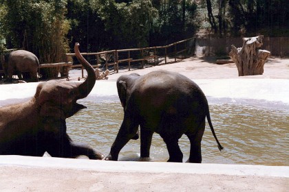 At the Wild Animal Park, an 1,800 acre zoo in the San Pasqual Valley area of San Diego, near Escondido. It is one of the largest tourist attractions in San Diego County.