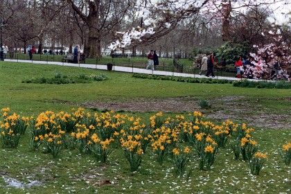 Daffodils in St James's Park. St James Park is a 23-hectare park in the City of Westminster, central London. It is at the southernmost tip of the St James area, which was named after a leper hospital dedicated to St James the Less. It is the most easterly of a near continuous chain of parks that includes (moving westward) Green Park, Hyde Park, and Kensington Gardens