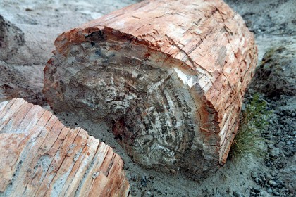 These are the fossilised remains of a Triassic period coniferous forest that have fossilized over millions of years.