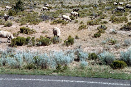 Sheep grazing in the Navajo Nation