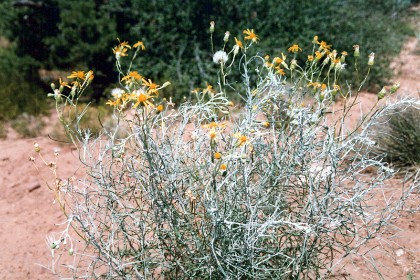 These may be dandelions because they have pods ready to burst - but maybe not.