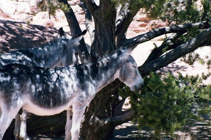 Donkeys feed on a juniper tree