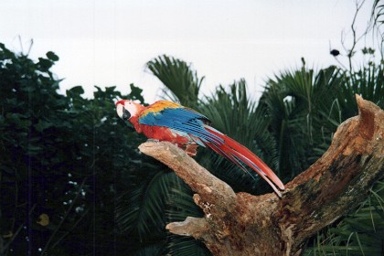 A Macaw sits in front of the Mexico Pavilion.