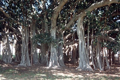 Banyan trees in Townsville. Banyan trees are fig trees but not all fig trees are banyans.