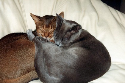 First pictures of our new cats Kali and Shaka. It's absolutely fabulous to have cats back in our lives again after being cat-less for four years.  They turn out to be beautiful little creatures who bring a lot of joy to our lives.