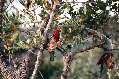 We put seed out for the Rosellas. Native birdlife is a nice feature of where we live.