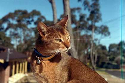 Shaka. One of the cats, now gone to cat heaven, about who I have the fondest memories.